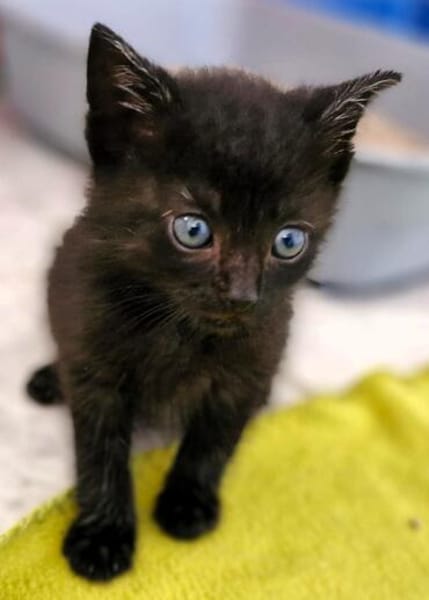Katzenkind MINO