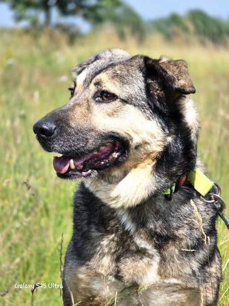 🐾 Whisky  freundlicher Begleiter