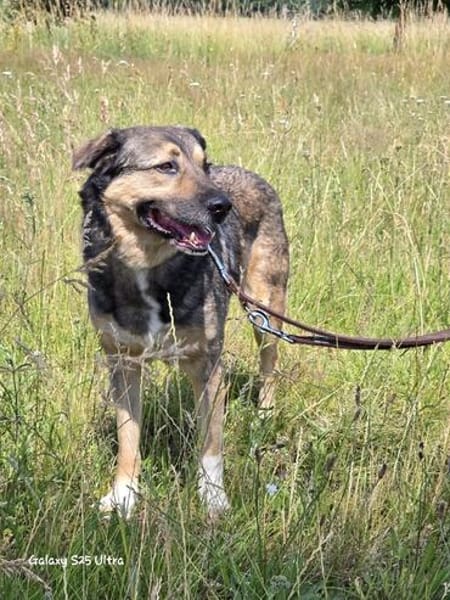 🐾 Whisky  freundlicher Begleiter