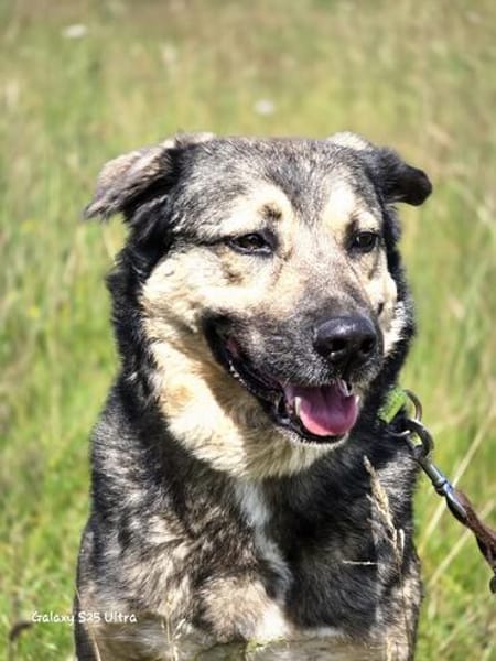 🐾 Whisky  freundlicher Begleiter