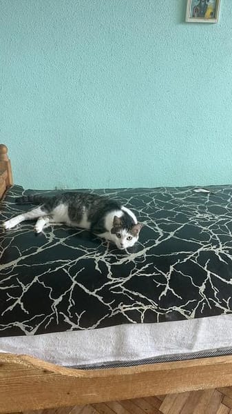 Jasper, ich suche mein Zuhause