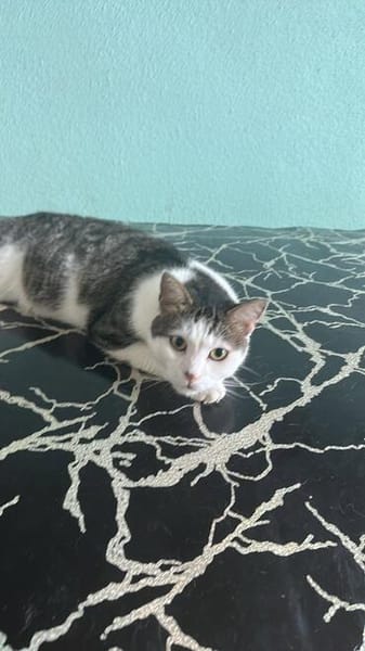 Jasper, ich suche mein Zuhause