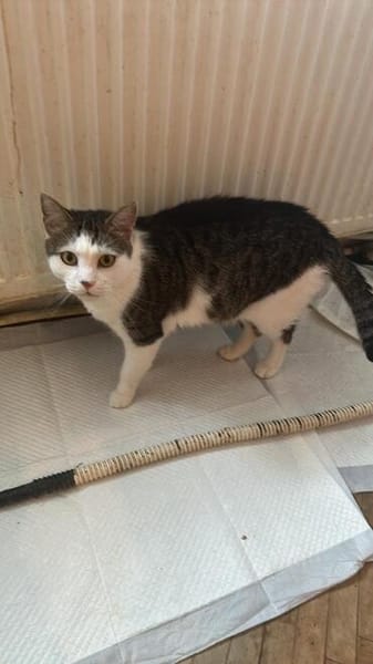 Jasper, ich suche mein Zuhause