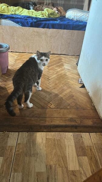 Jasper, ich suche mein Zuhause