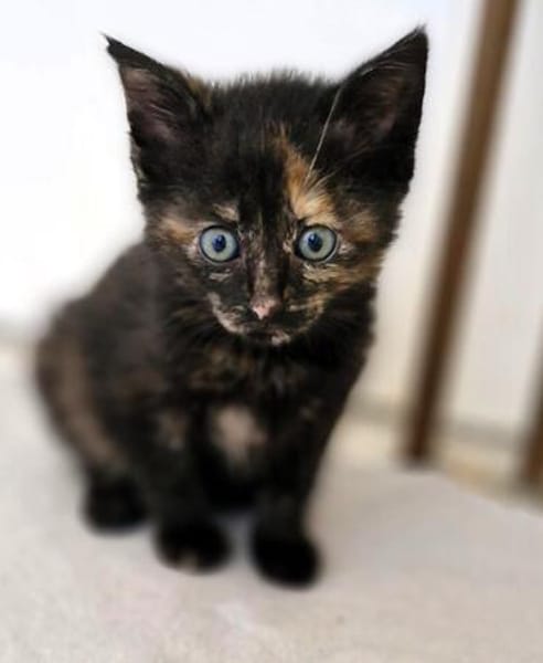 Katzenkind MOLLY