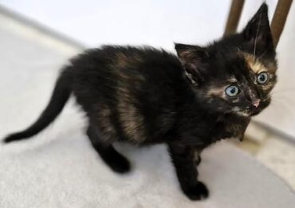 Katzenkind MOLLY