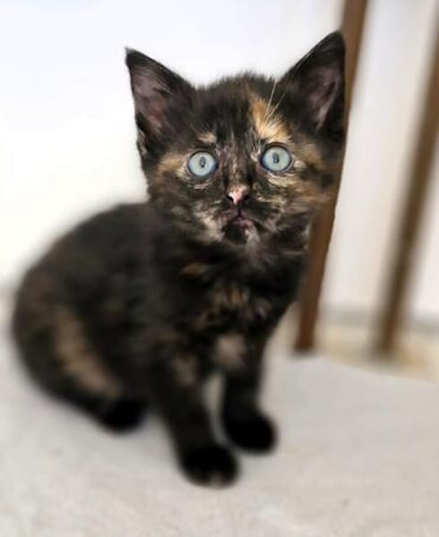 Katzenkind MOLLY