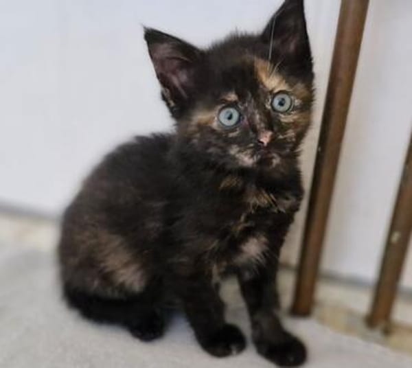 Katzenkind MOLLY