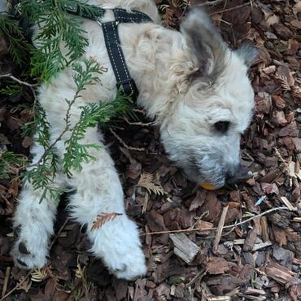 Charlie - die kindeliebe Schmusebacke