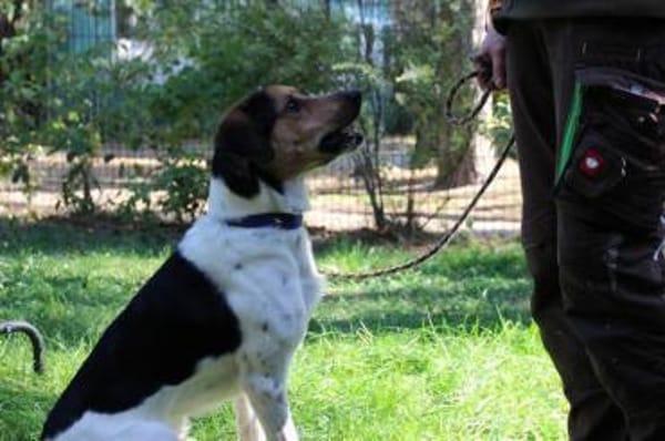 Boji sucht geduldige Besitzer