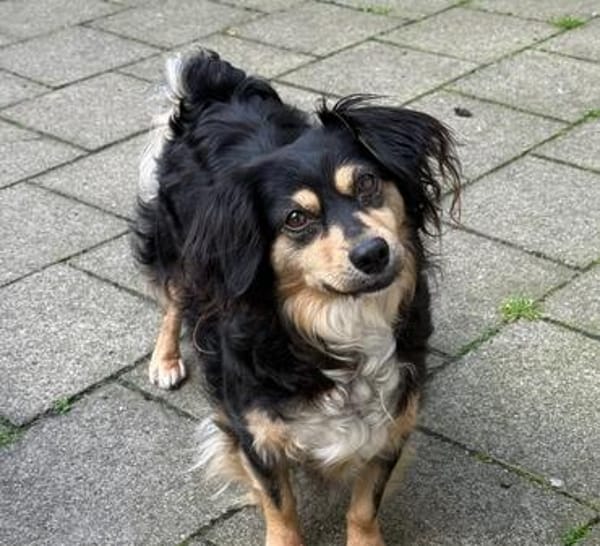 Cosima sucht ihr Für immer Zuhause