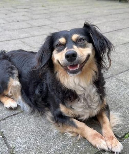 Cosima sucht ihr Für immer Zuhause