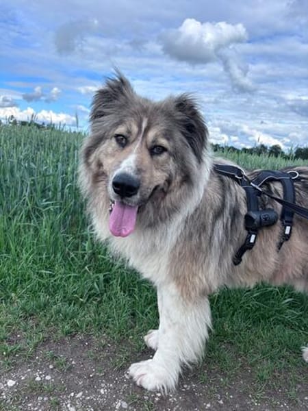 Zuhause gesucht für Kiro