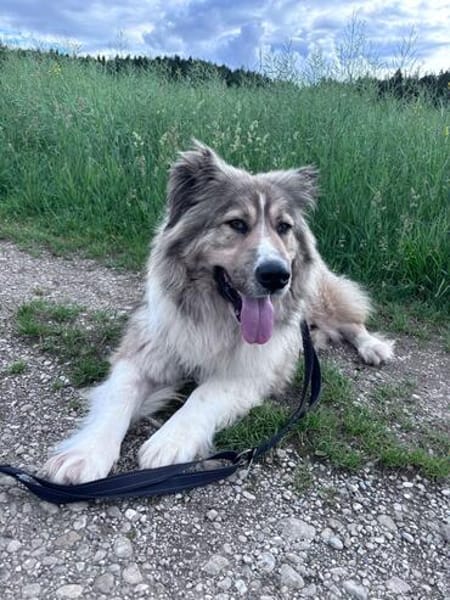 Zuhause gesucht für Kiro