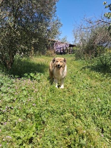 Zuhause gesucht für Kiro