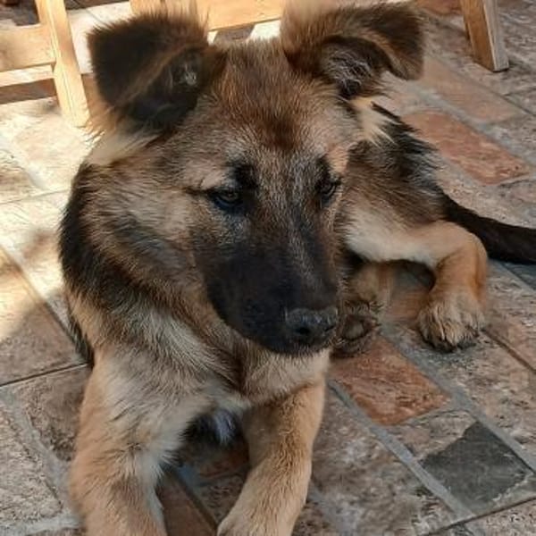 Ayla - die schlaue Denkerin sucht Aktive