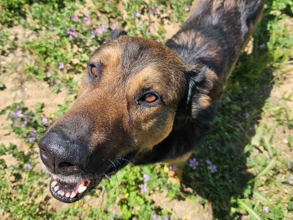 PAKO