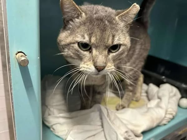 NECTAR (FIV+)