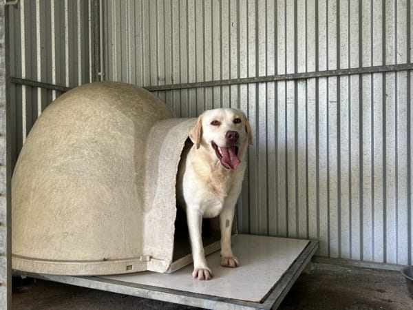 ULTRA BELLE ( RESERVEE)