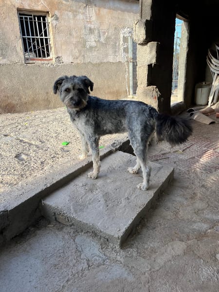 SAMBA (Martina)
