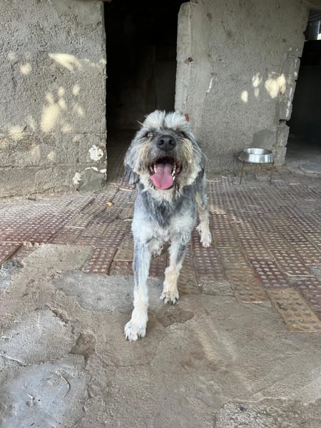 SAMBA (Martina)