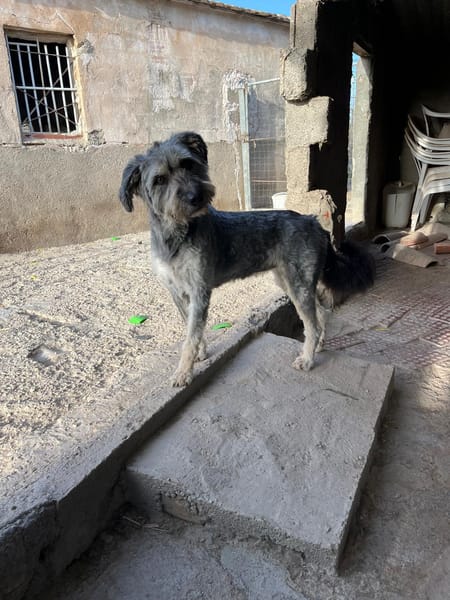 SAMBA (Martina)