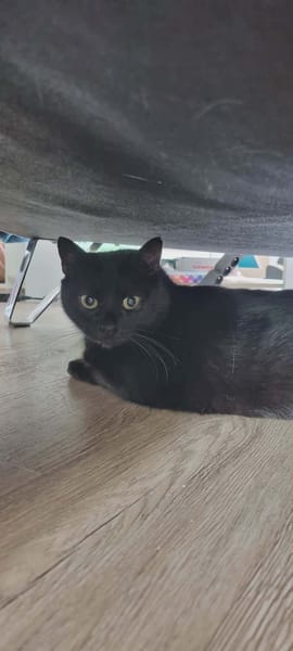 Tala