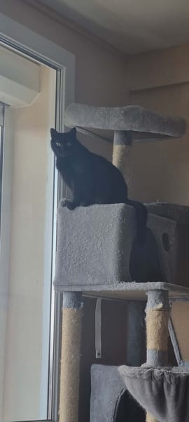 Tala