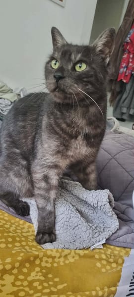 majestic