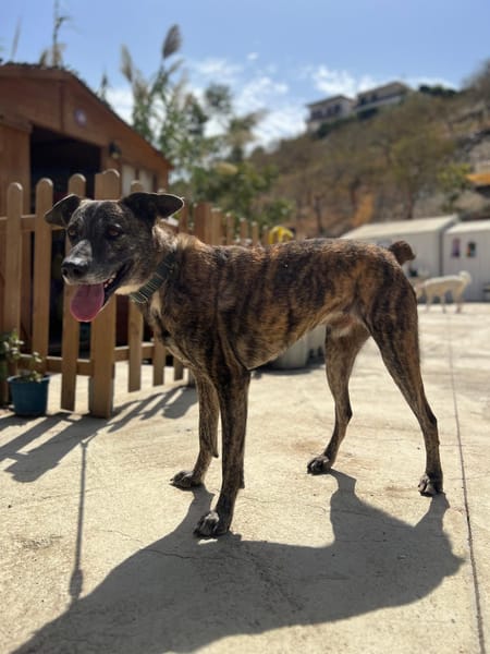 THÉO (Los Reyes)