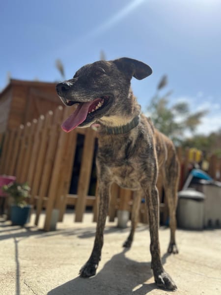 THÉO (Los Reyes)