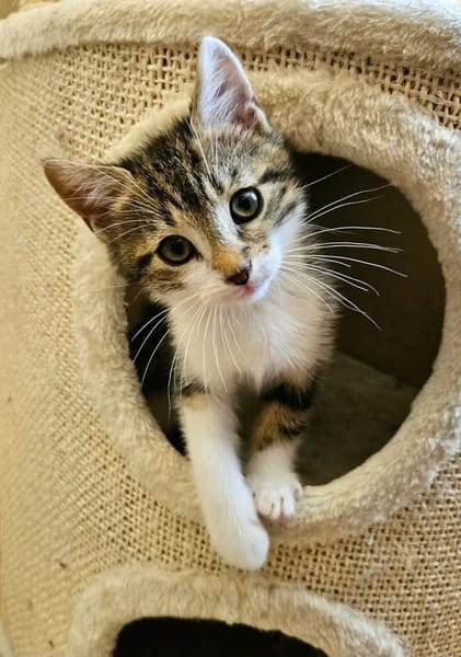 SILEX FRÈRE DE BASALTE ET JAIS À ADOPTER EN DUO OU SEUL SI DÉJÀ UN CHAT PRÉSENT CHEZ VOUS