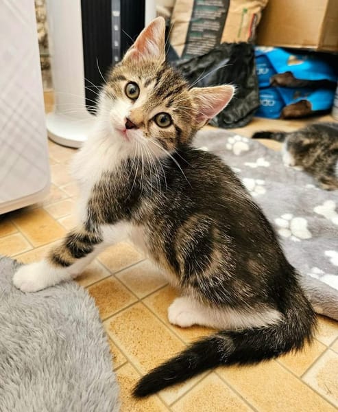 SILEX FRÈRE DE BASALTE ET JAIS À ADOPTER EN DUO OU SEUL SI DÉJÀ UN CHAT PRÉSENT CHEZ VOUS