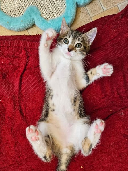SILEX FRÈRE DE BASALTE ET JAIS À ADOPTER EN DUO OU SEUL SI DÉJÀ UN CHAT PRÉSENT CHEZ VOUS