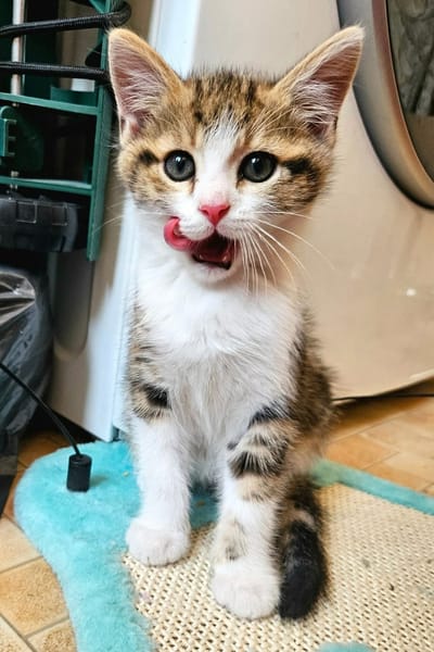 BASALTE FRÈRE DE SILEX ET JAIS À ADOPTER EN DUO OU SEUL SI DÉJÀ UN CHAT PRÉSENT CHEZ VOUS