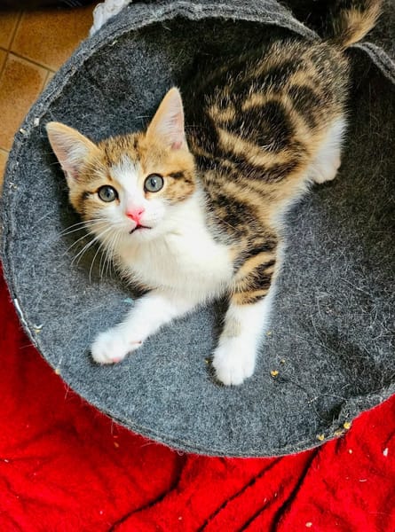 BASALTE FRÈRE DE SILEX ET JAIS À ADOPTER EN DUO OU SEUL SI DÉJÀ UN CHAT PRÉSENT CHEZ VOUS