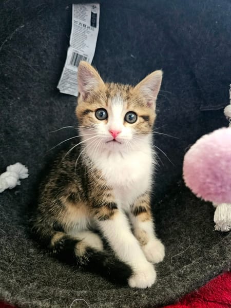 BASALTE FRÈRE DE SILEX ET JAIS À ADOPTER EN DUO OU SEUL SI DÉJÀ UN CHAT PRÉSENT CHEZ VOUS