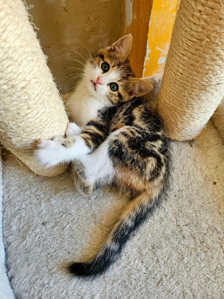 BASALTE FRÈRE DE SILEX ET JAIS À ADOPTER EN DUO OU SEUL SI DÉJÀ UN CHAT PRÉSENT CHEZ VOUS