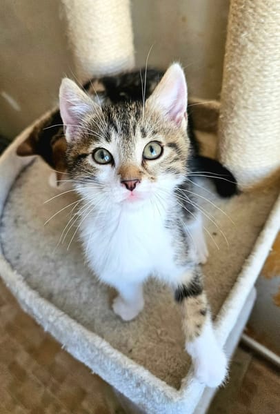 SILEX FRÈRE DE BASALTE ET JAIS À ADOPTER EN DUO OU SEUL SI DÉJÀ UN CHAT PRÉSENT CHEZ VOUS