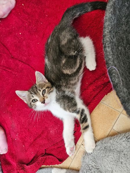 SILEX FRÈRE DE BASALTE ET JAIS À ADOPTER EN DUO OU SEUL SI DÉJÀ UN CHAT PRÉSENT CHEZ VOUS