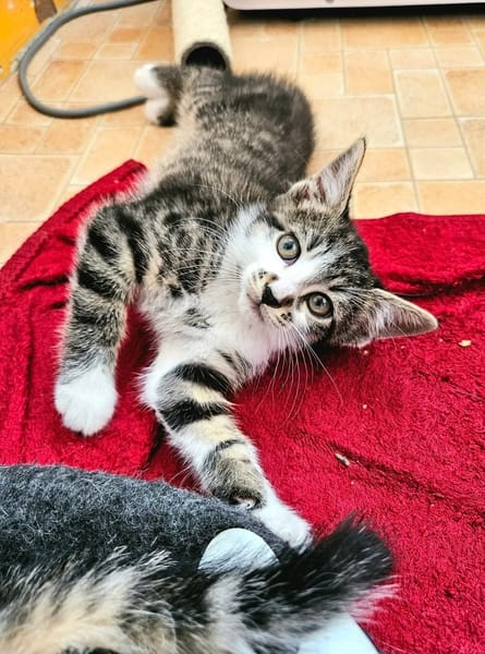 JAIS FRERE DE BASALTE ET SILEX A ADOPTER EN DUO OU SEUL SI DÉJÀ UN CHAT PRÉSENT CHEZ VOUS