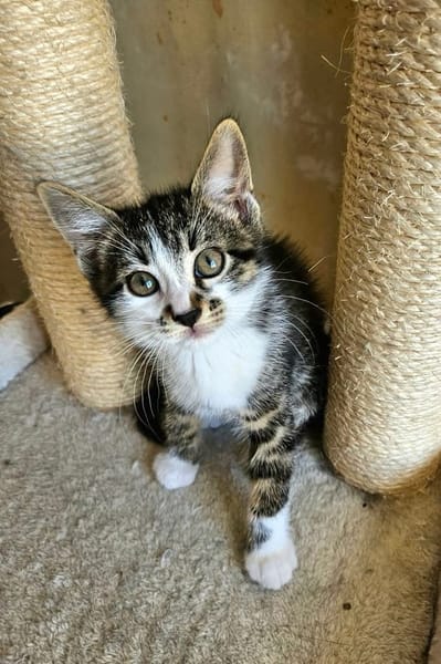 JAIS FRERE DE BASALTE ET SILEX A ADOPTER EN DUO OU SEUL SI DÉJÀ UN CHAT PRÉSENT CHEZ VOUS