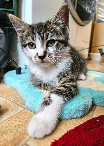 JAIS FRERE DE BASALTE ET SILEX A ADOPTER EN DUO OU SEUL SI DÉJÀ UN CHAT PRÉSENT CHEZ VOUS