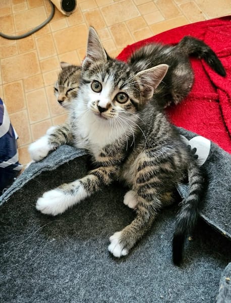 JAIS FRERE DE BASALTE ET SILEX A ADOPTER EN DUO OU SEUL SI DÉJÀ UN CHAT PRÉSENT CHEZ VOUS