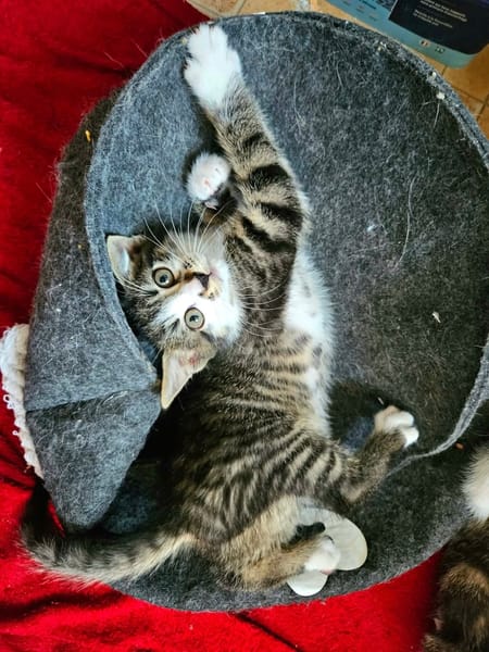 JAIS FRERE DE BASALTE ET SILEX A ADOPTER EN DUO OU SEUL SI DÉJÀ UN CHAT PRÉSENT CHEZ VOUS