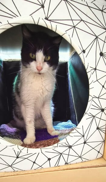 Hübsche, etwas ängstliche Katze Whitey