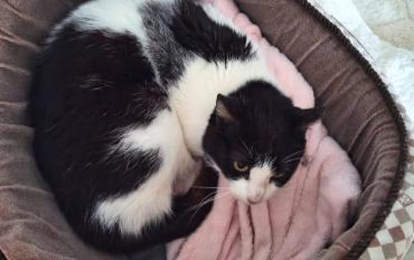 Hübsche, etwas ängstliche Katze Whitey