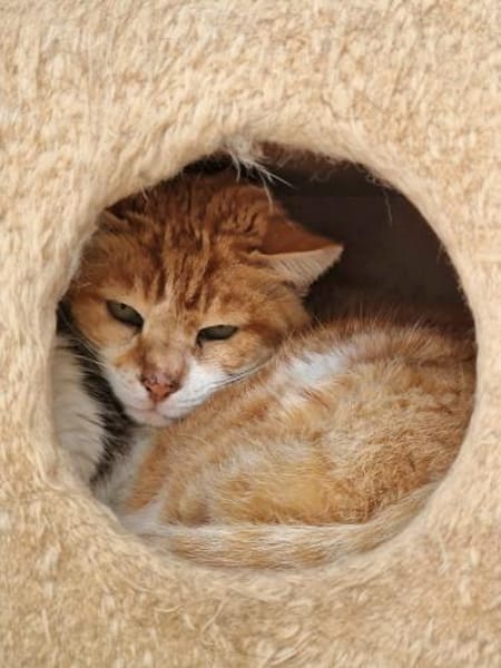 Etwas scheuer Kater George