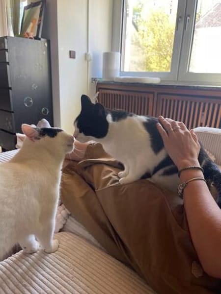 Zelda und Reyna suchen ihr Zuhause