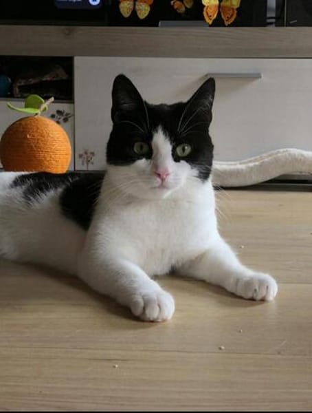 Zelda und Reyna suchen ihr Zuhause